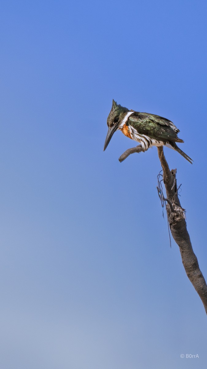 オオミドリヤマセミ - ML646792677