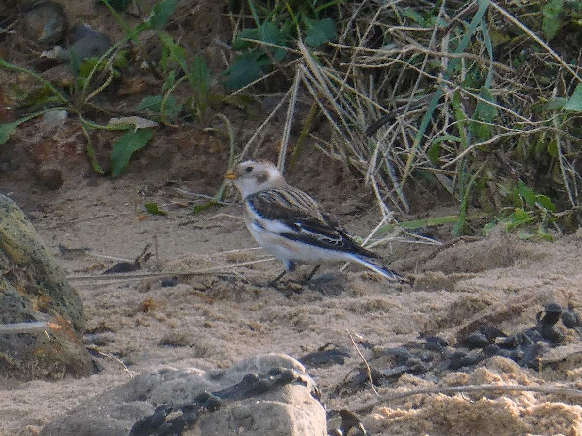 Snow Bunting - ML646792679
