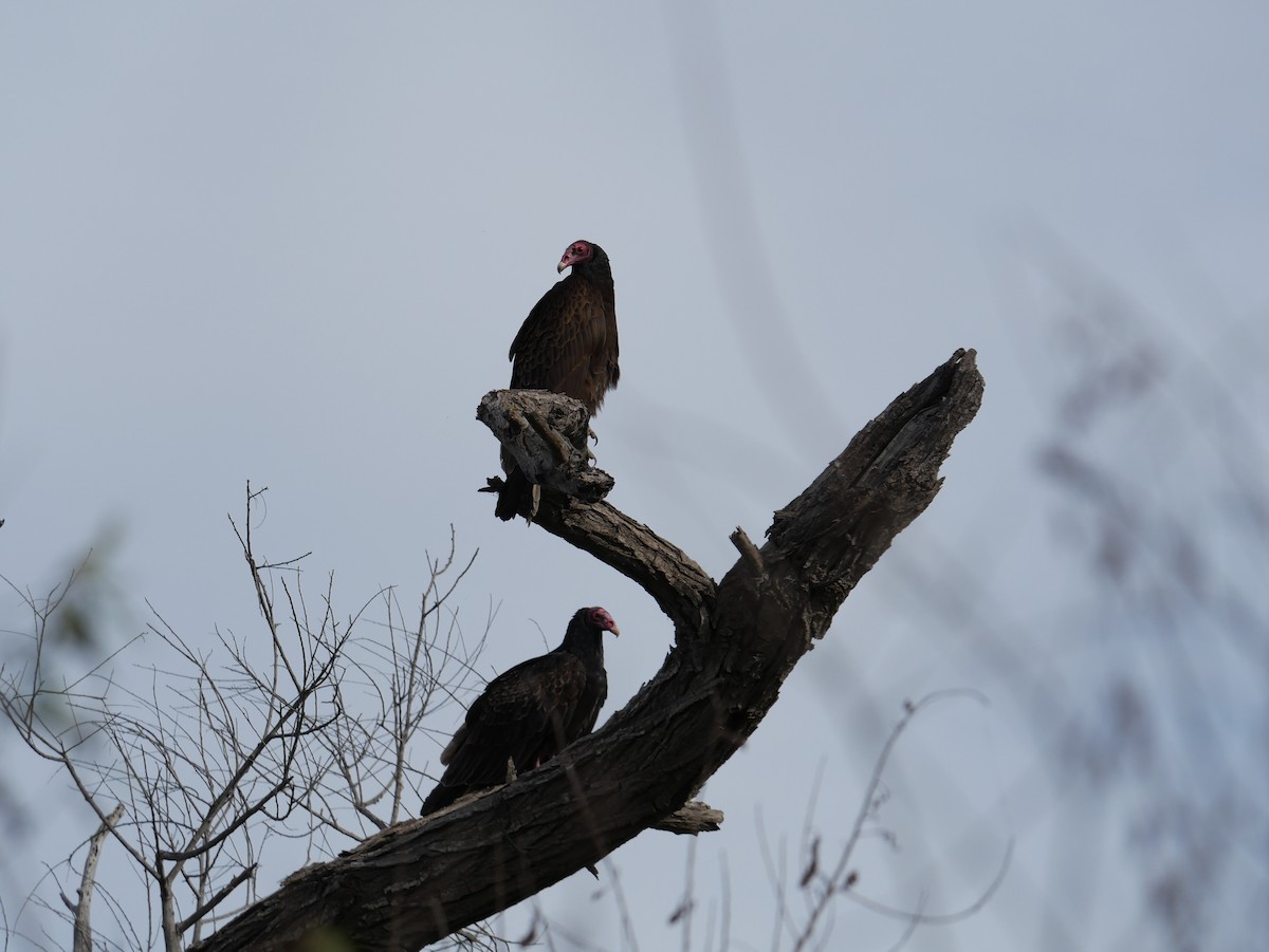 Zopilote indioilarra - ML646792682