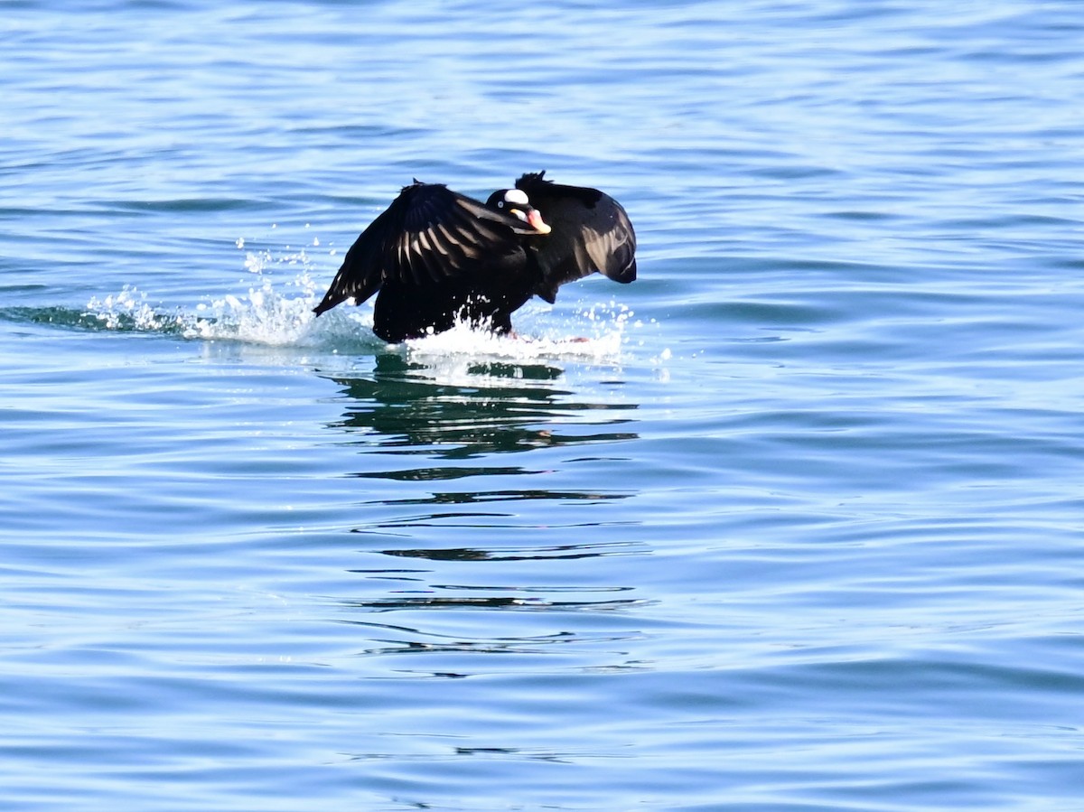 Ahatebeltz kopetazuria - ML646792683