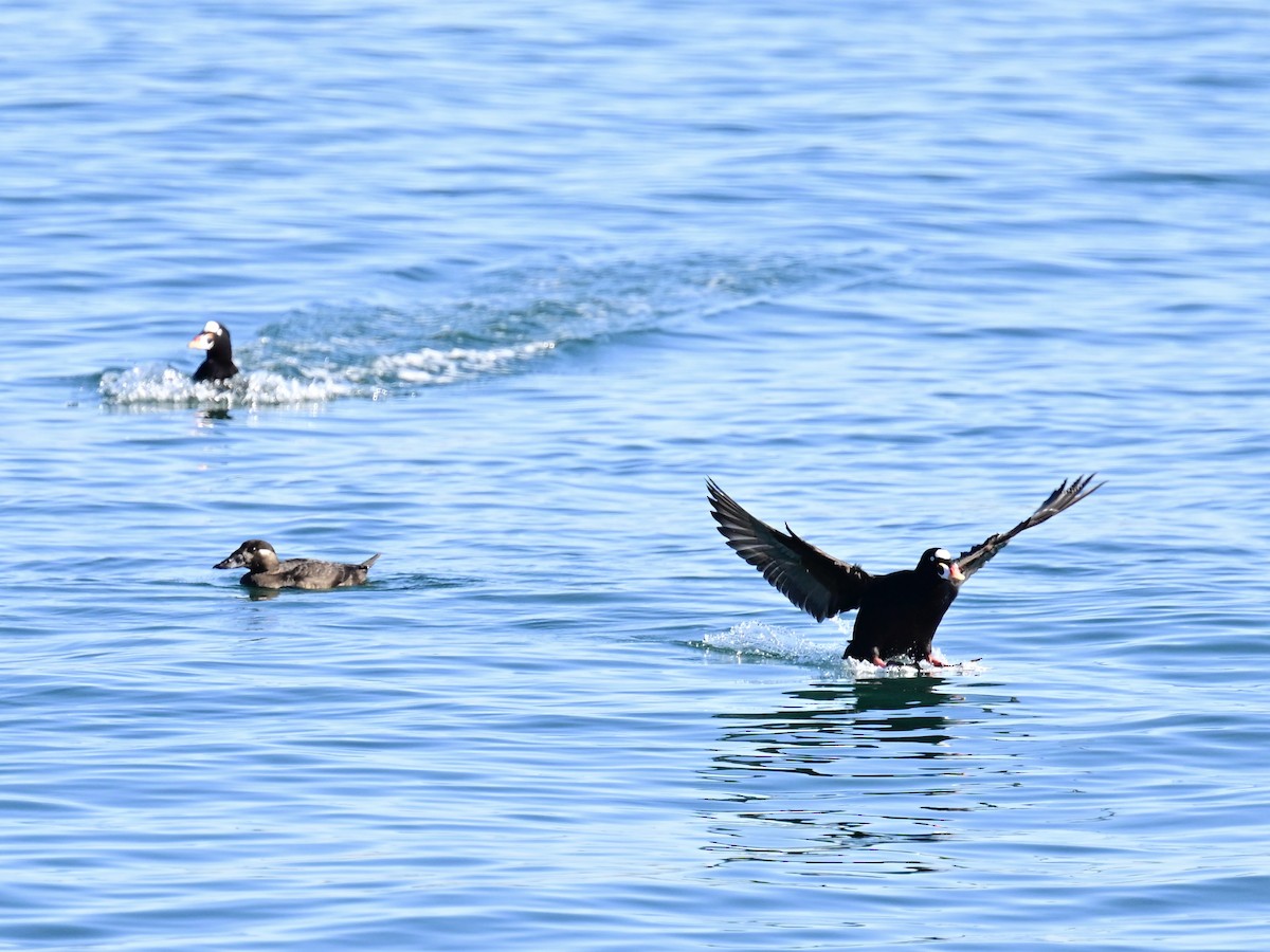 Ahatebeltz kopetazuria - ML646792684