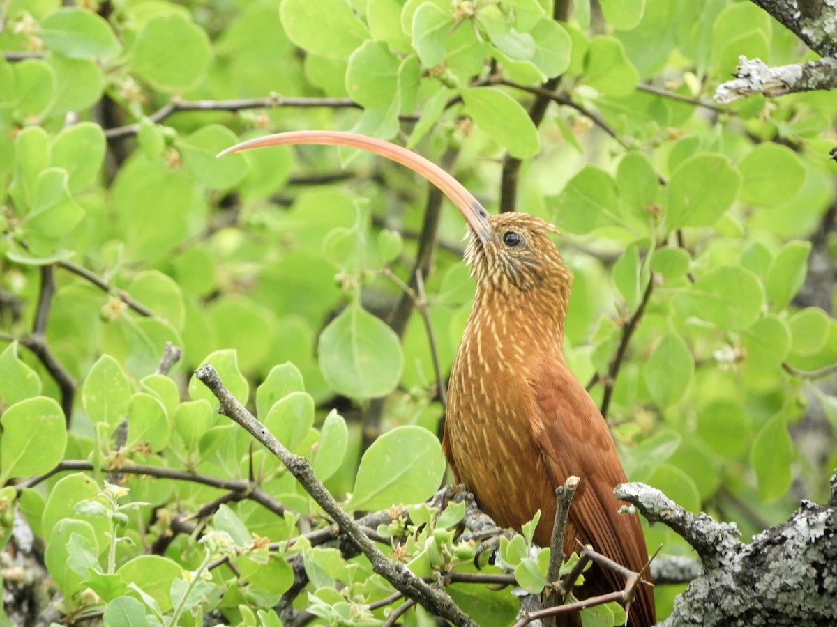 Red-billed Scythebill - ML646792685
