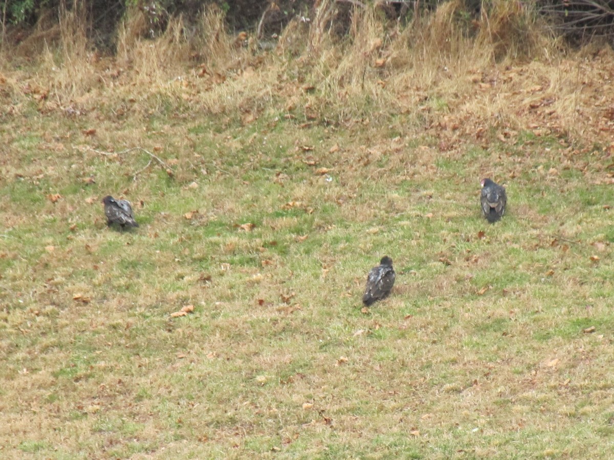 Turkey Vulture - ML646792687
