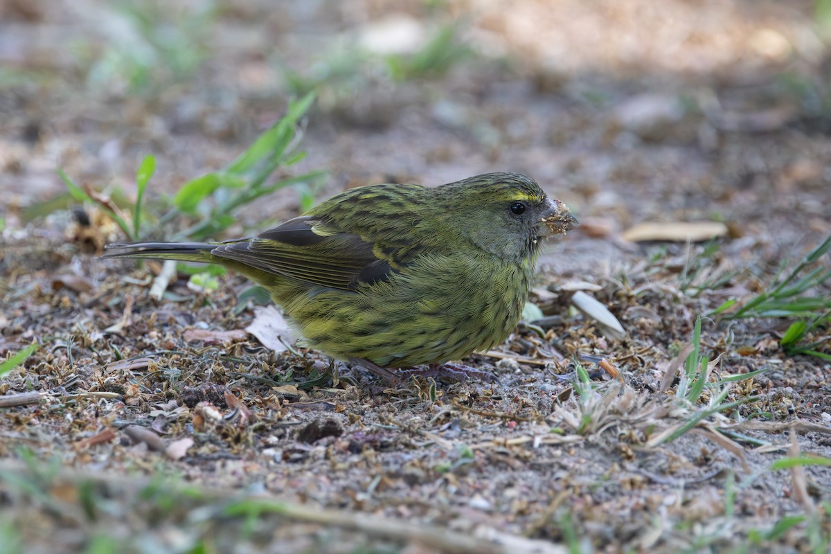 Forest Canary - ML646792688