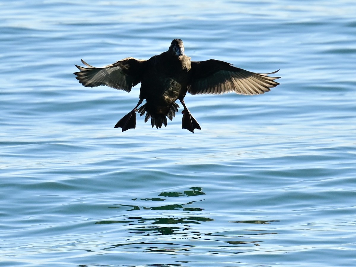 Ahatebeltz kopetazuria - ML646792689