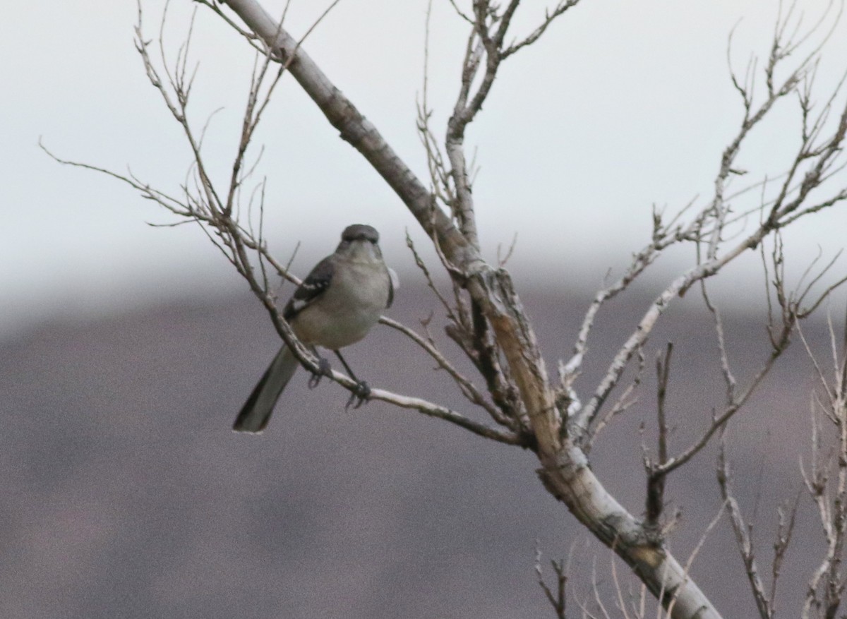 Northern Mockingbird - ML646792693