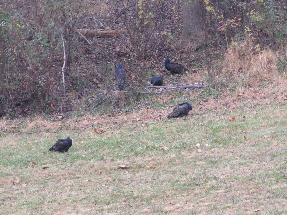 Turkey Vulture - ML646792696