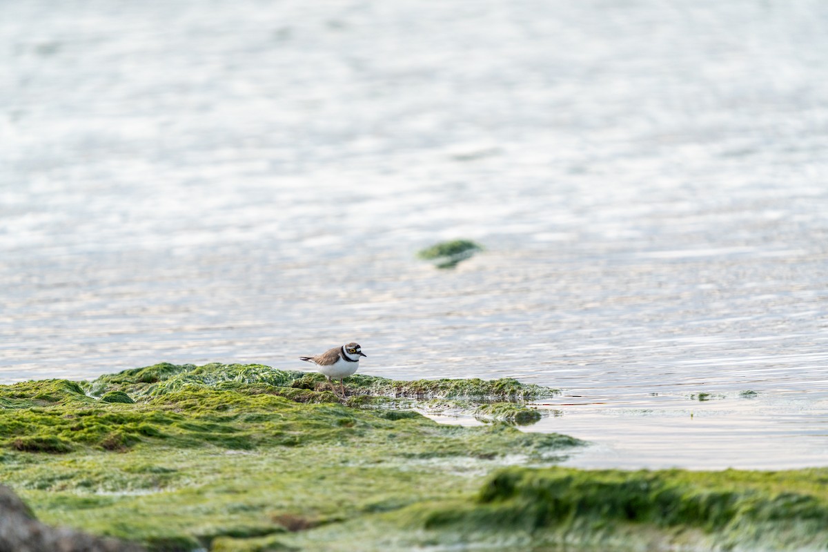 コチドリ - ML646792697