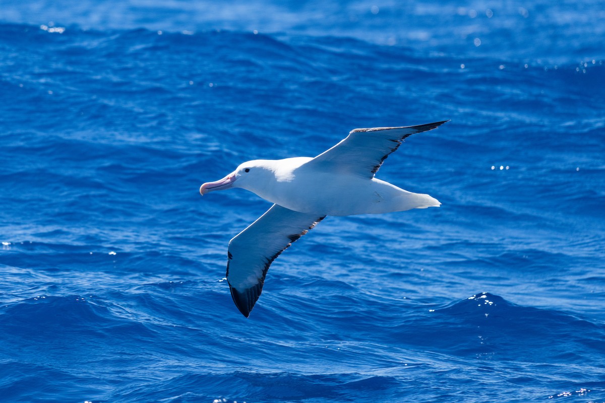 Güneyli Kral Albatros - ML646792698