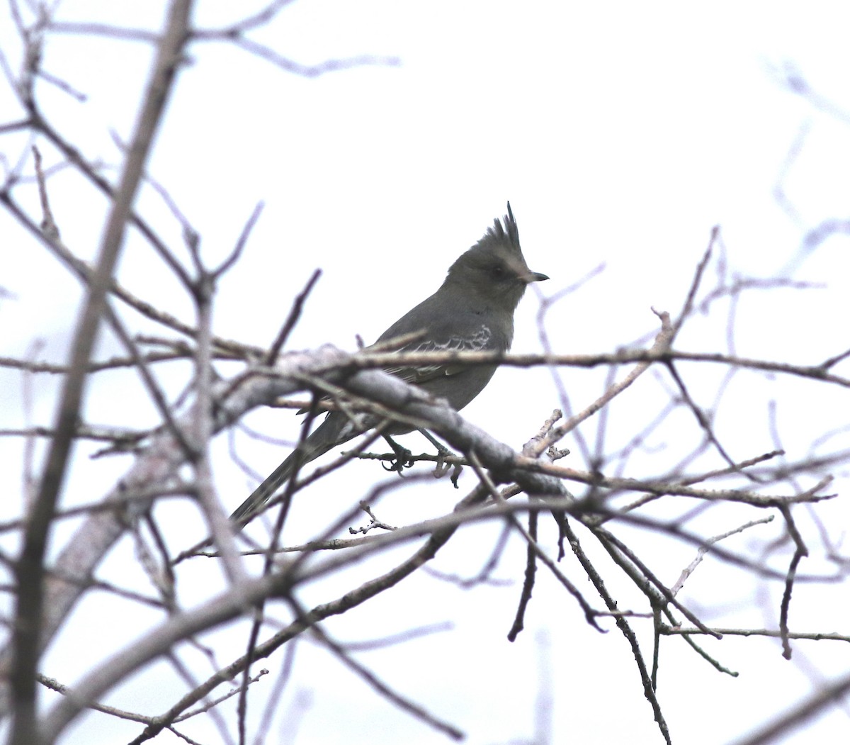 Kara Faynopepla - ML646792699