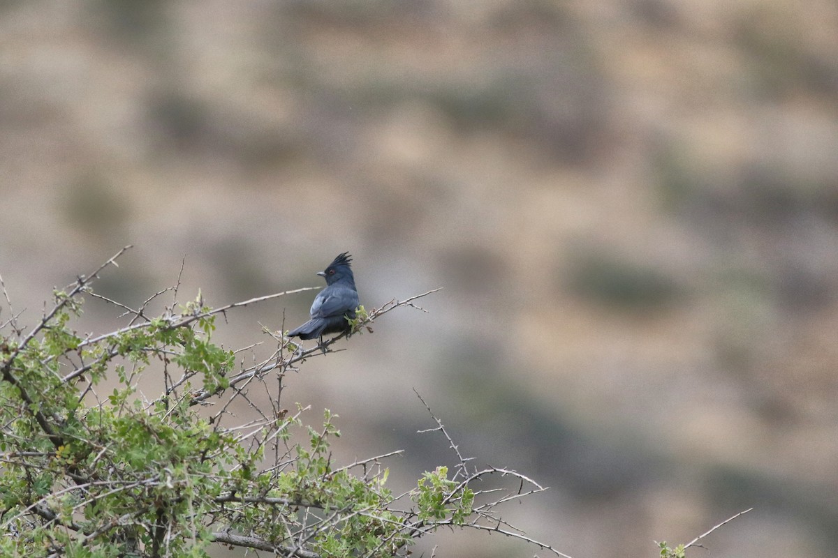 Kara Faynopepla - ML646792700