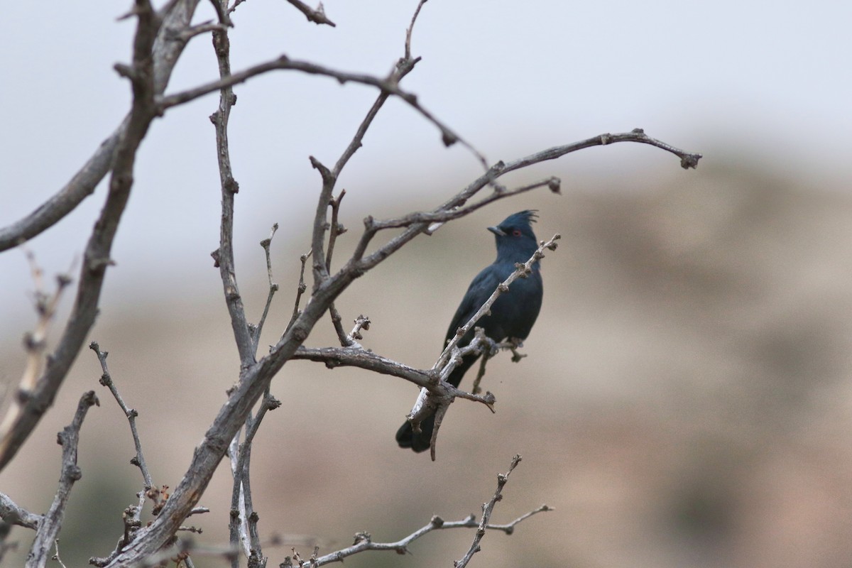 Kara Faynopepla - ML646792701