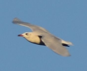 Mediterranean Gull - ML646792702