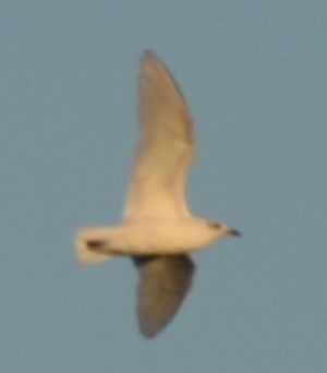 Mediterranean Gull - ML646792703