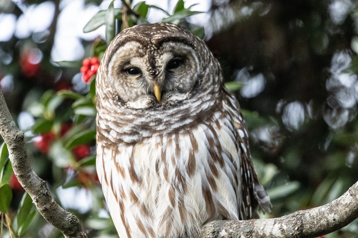 Barred Owl - ML646792705