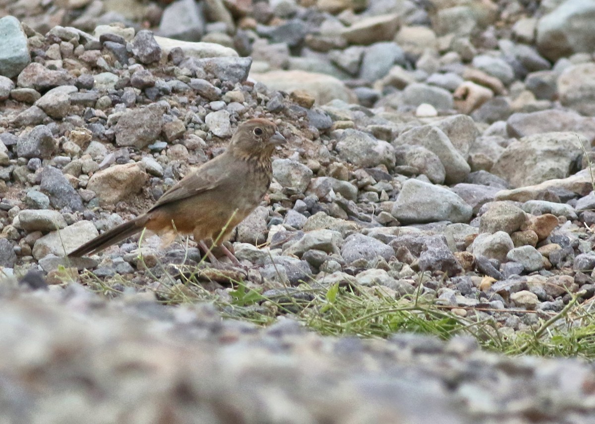 Canyon Towhee - ML646792707