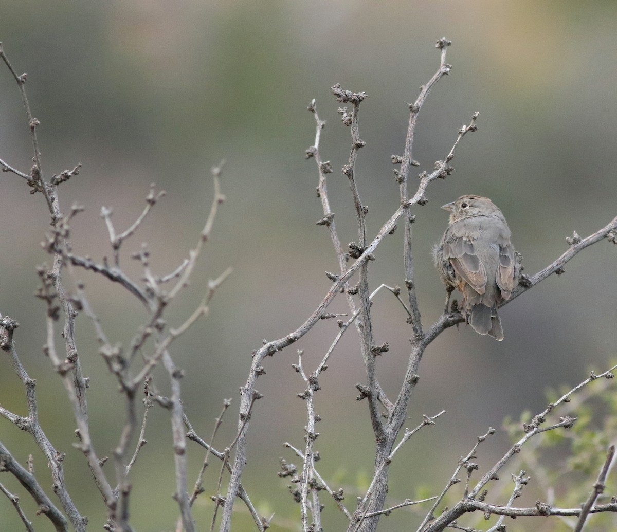 Canyon Towhee - ML646792708