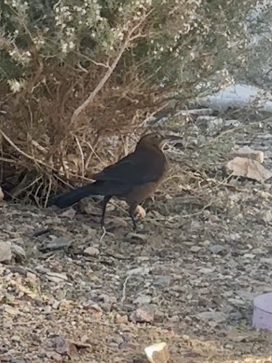 Zanate Mexicano - ML646792709