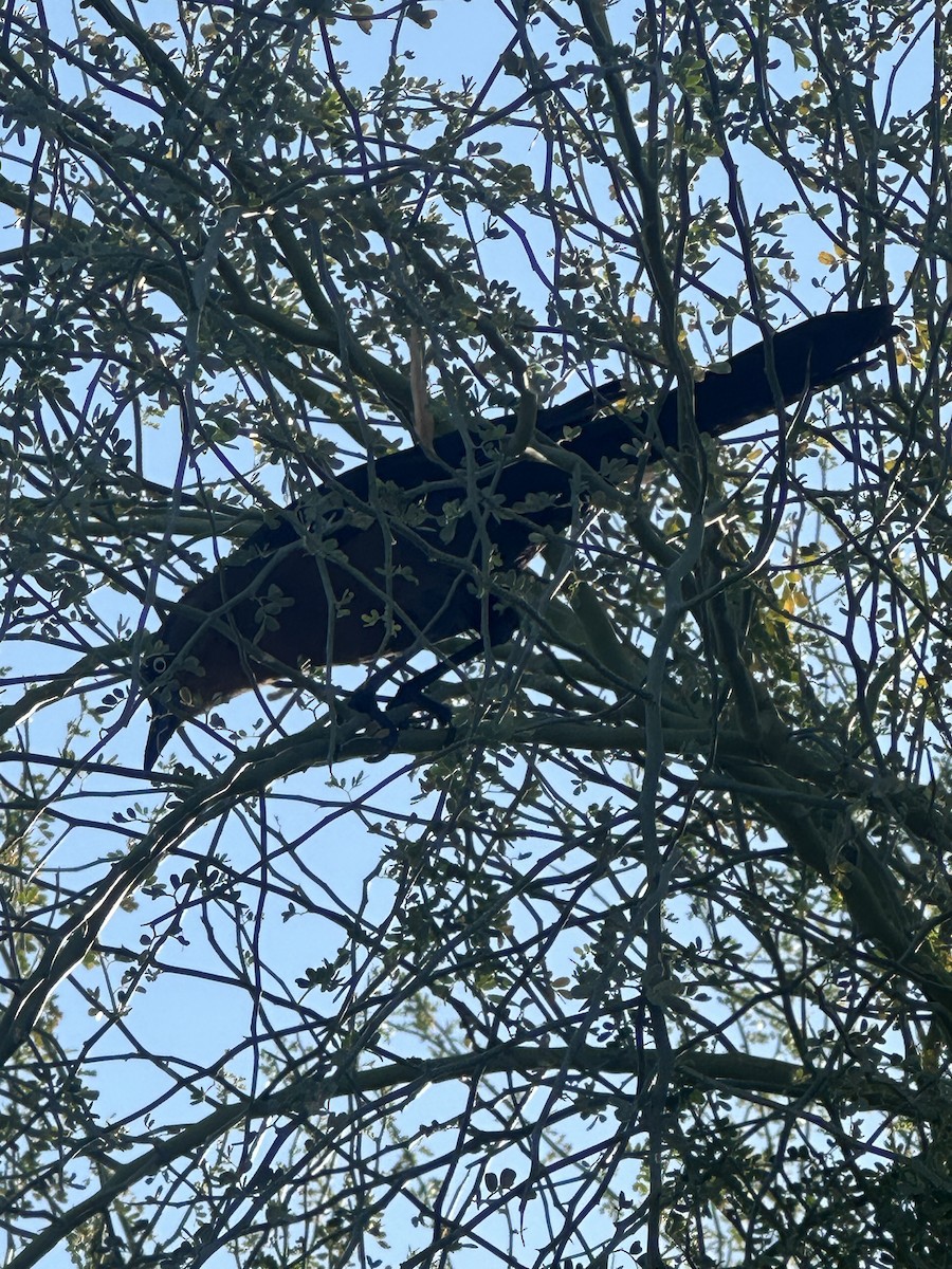 Zanate Mexicano - ML646792710