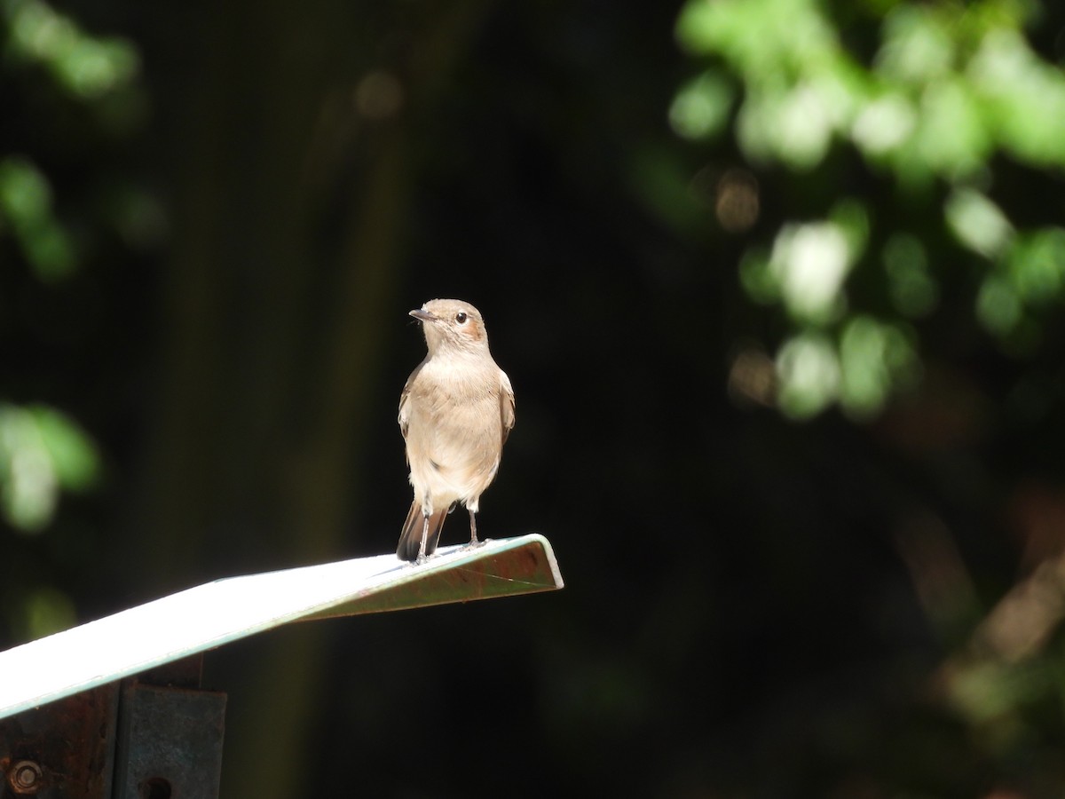 Familiar Chat - ML646792711