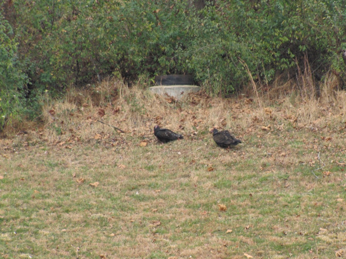Turkey Vulture - ML646792715