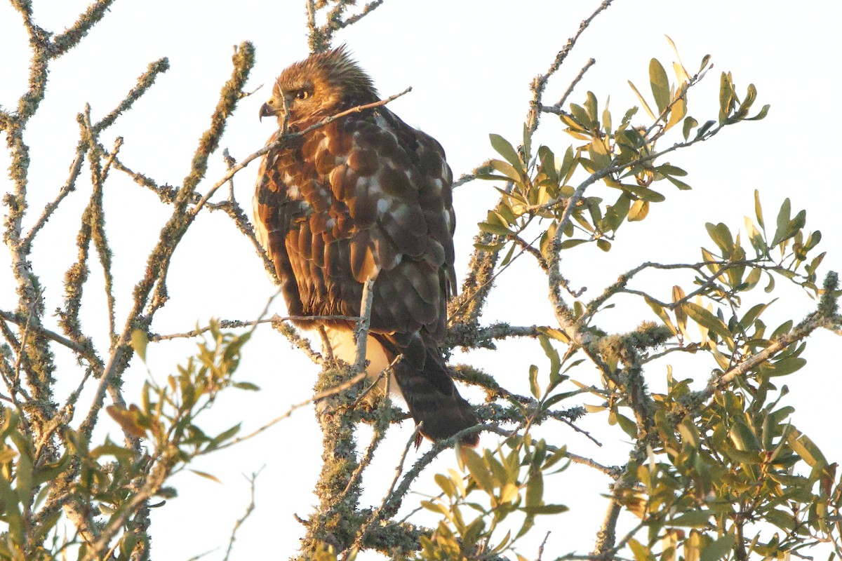 Red-shouldered Hawk - ML646792723