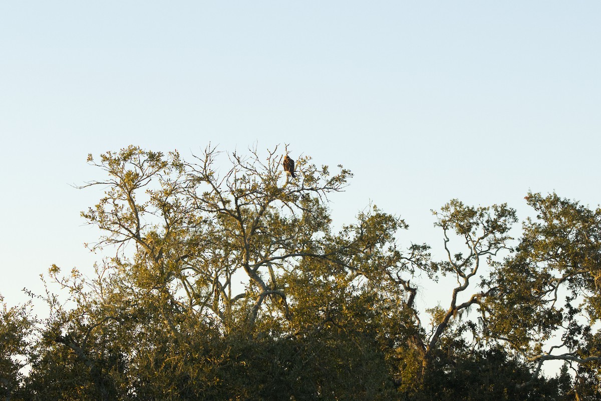 Red-shouldered Hawk - ML646792724