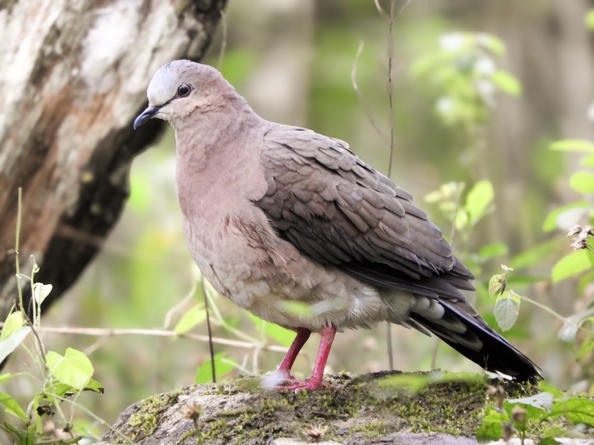 Gray-fronted Dove - ML646792735