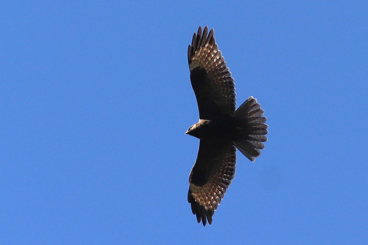 Himalayan Buzzard - ML646792736