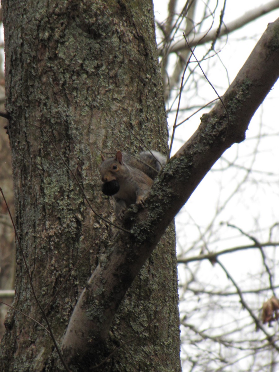 トウブハイイロリス - ML646792744