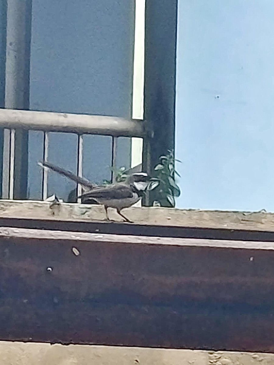 Philippine Pied-Fantail - ML646792745