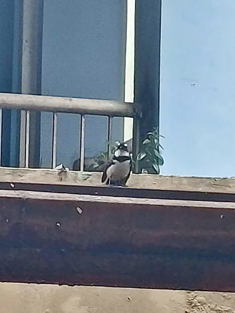 Philippine Pied-Fantail - ML646792746