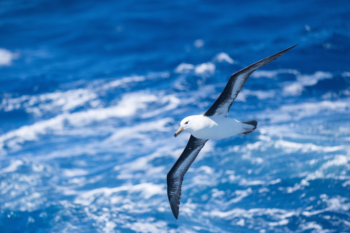 Kara Kaşlı Albatros - ML646792754