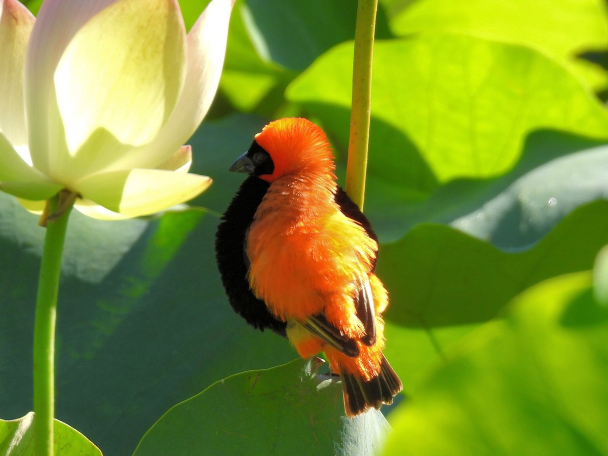 Southern Red Bishop - ML646792755