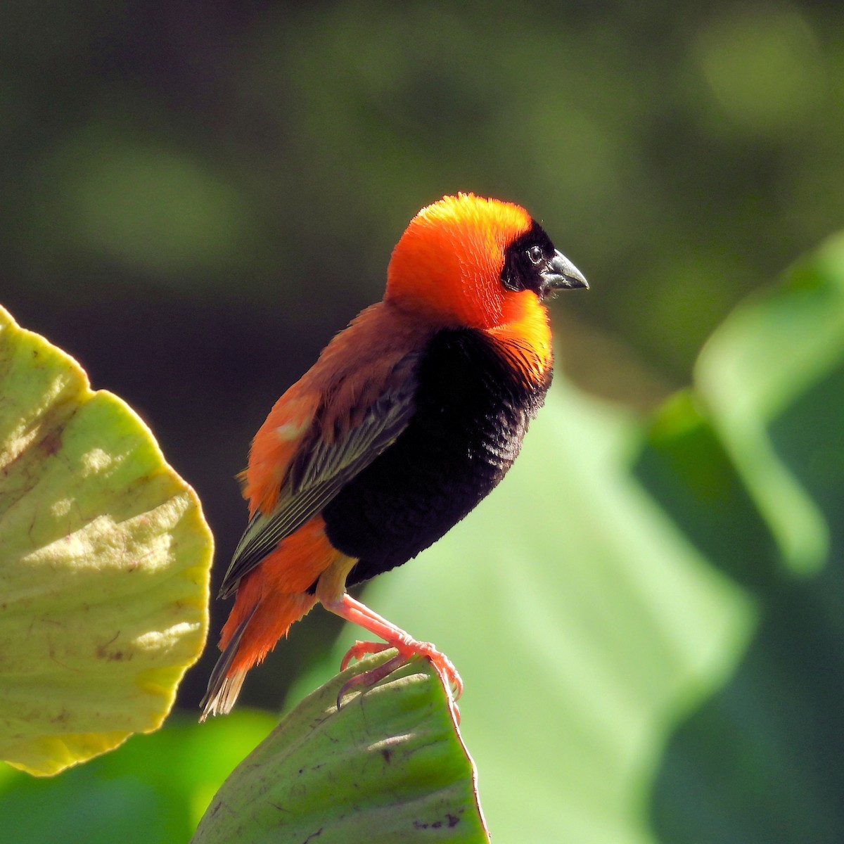 Southern Red Bishop - ML646792757