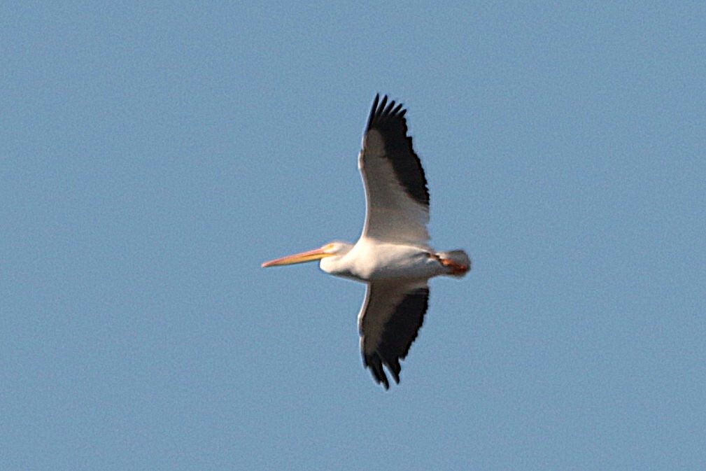 アメリカシロペリカン - ML646792758