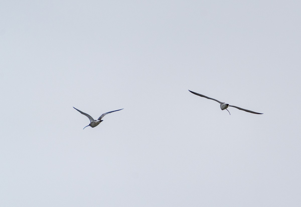 ダイシャクシギ - ML646792759