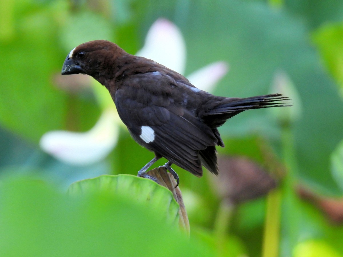 Grosbeak Weaver - ML646792766