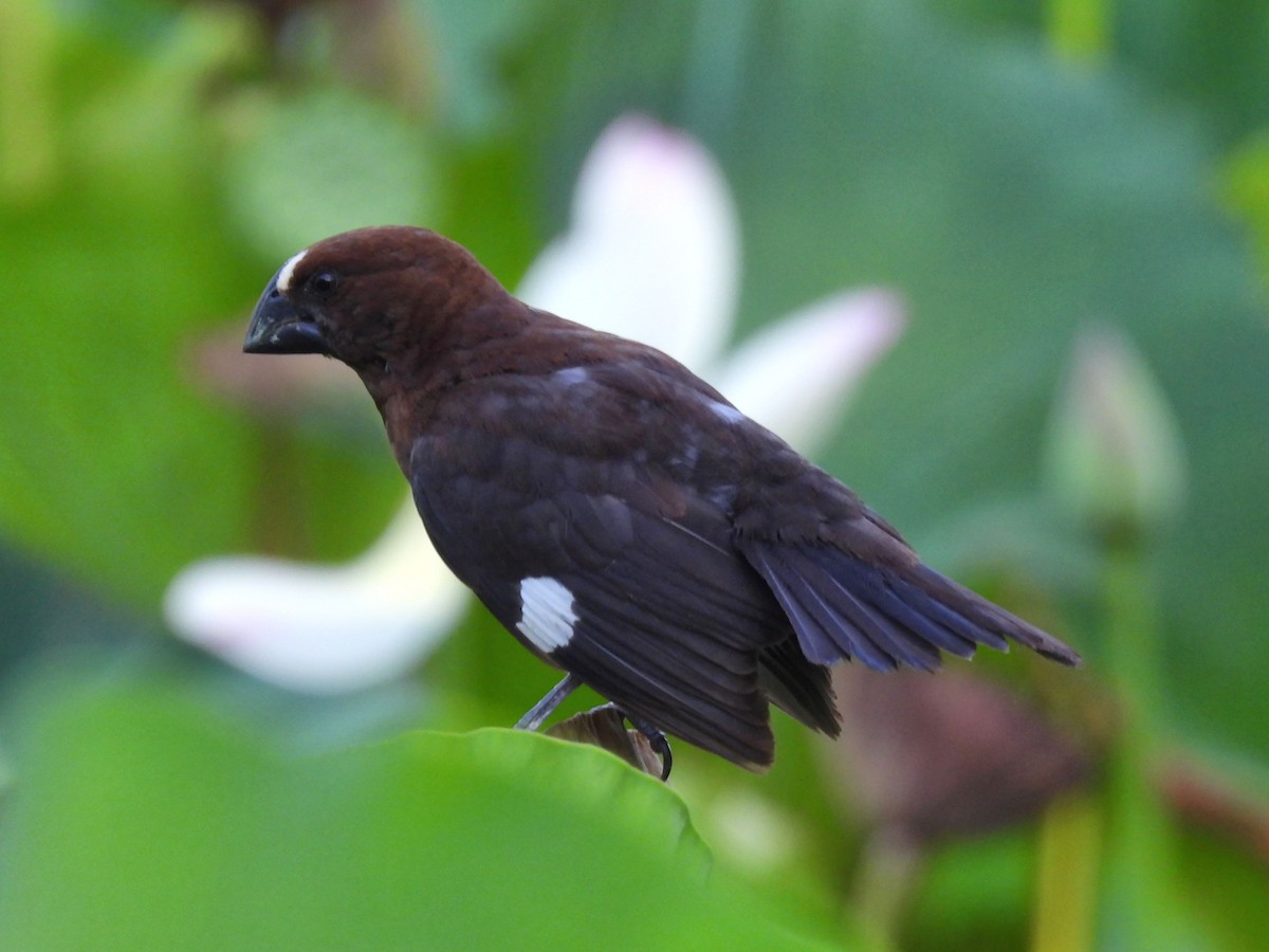 Grosbeak Weaver - ML646792774