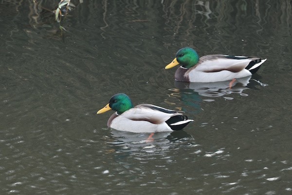 Basahatea - ML646792775