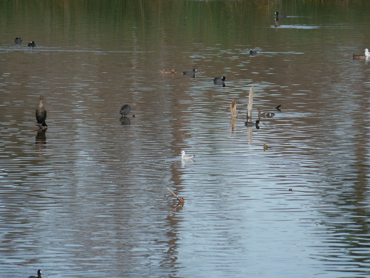 Bonaparte antxeta - ML646792778