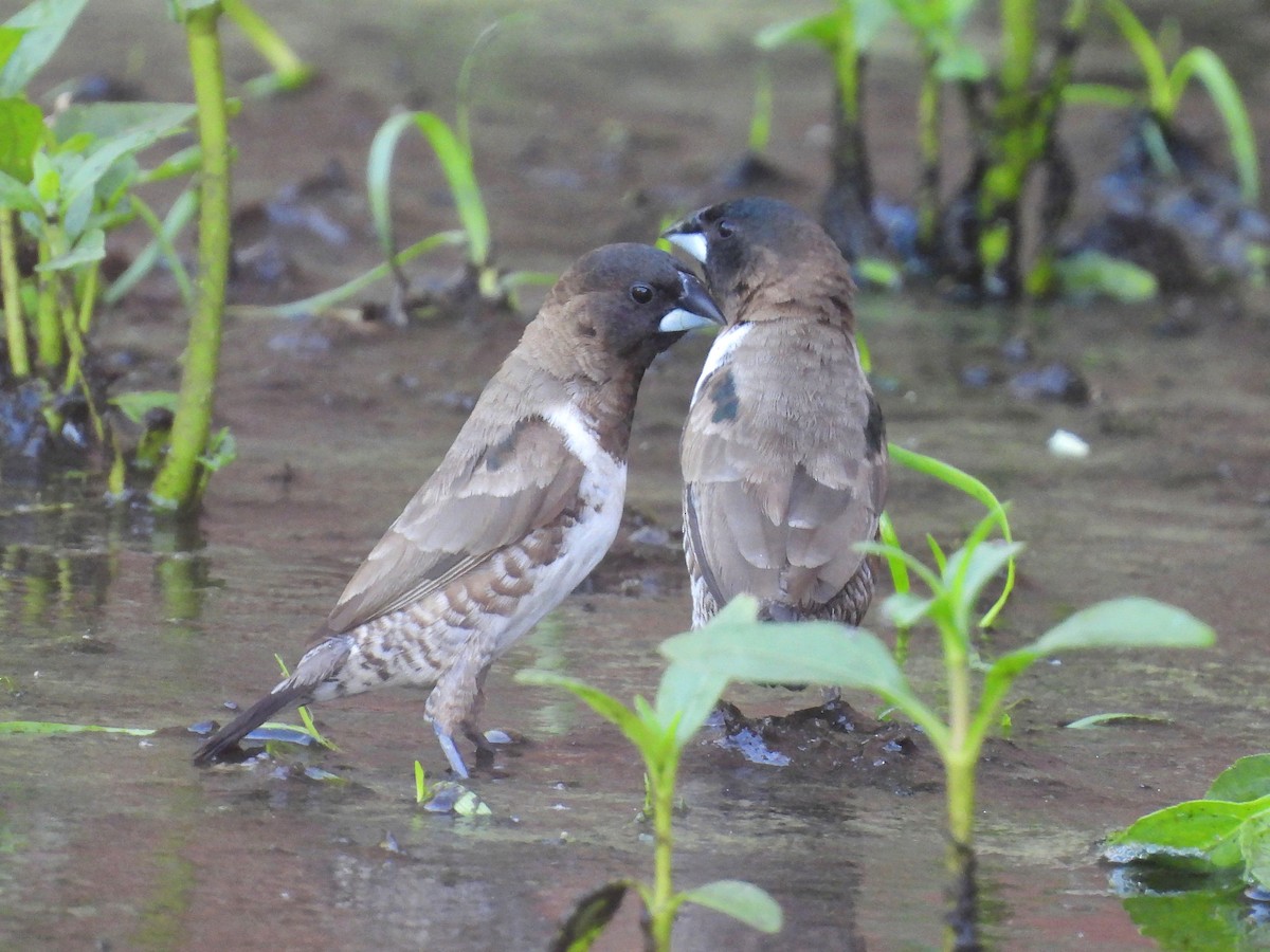 Bronze Mannikin - ML646792779