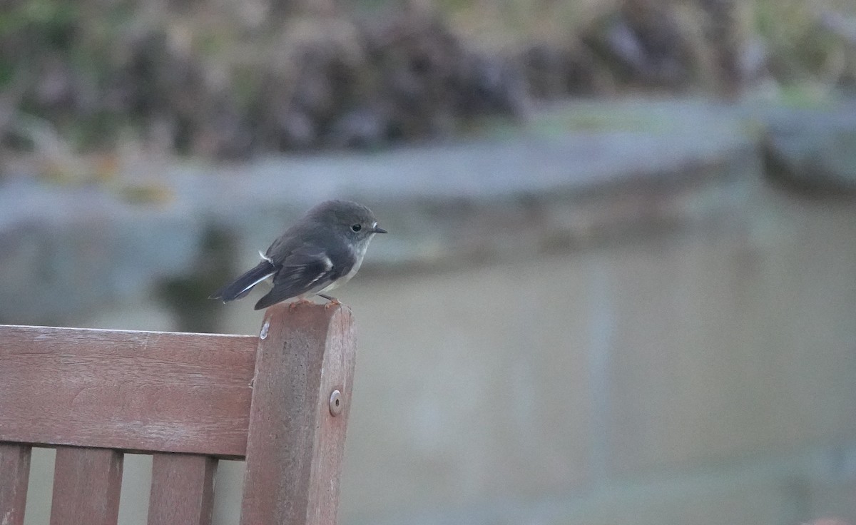 Tomtit (New Zealand) - ML646792790