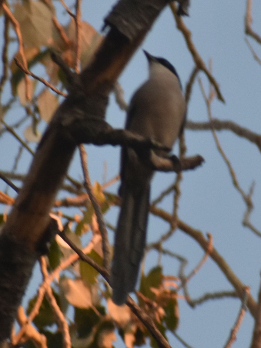Iberian Magpie - ML646792791