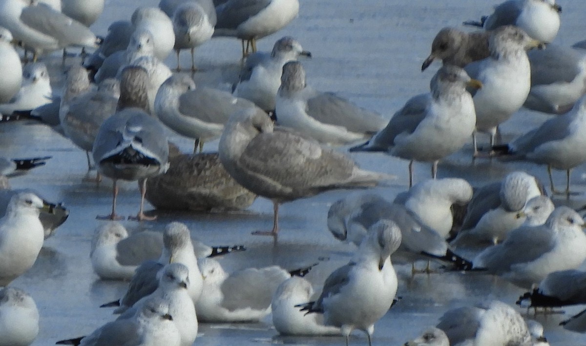 Polarmöwe (Kumlienmöwe) - ML646792792