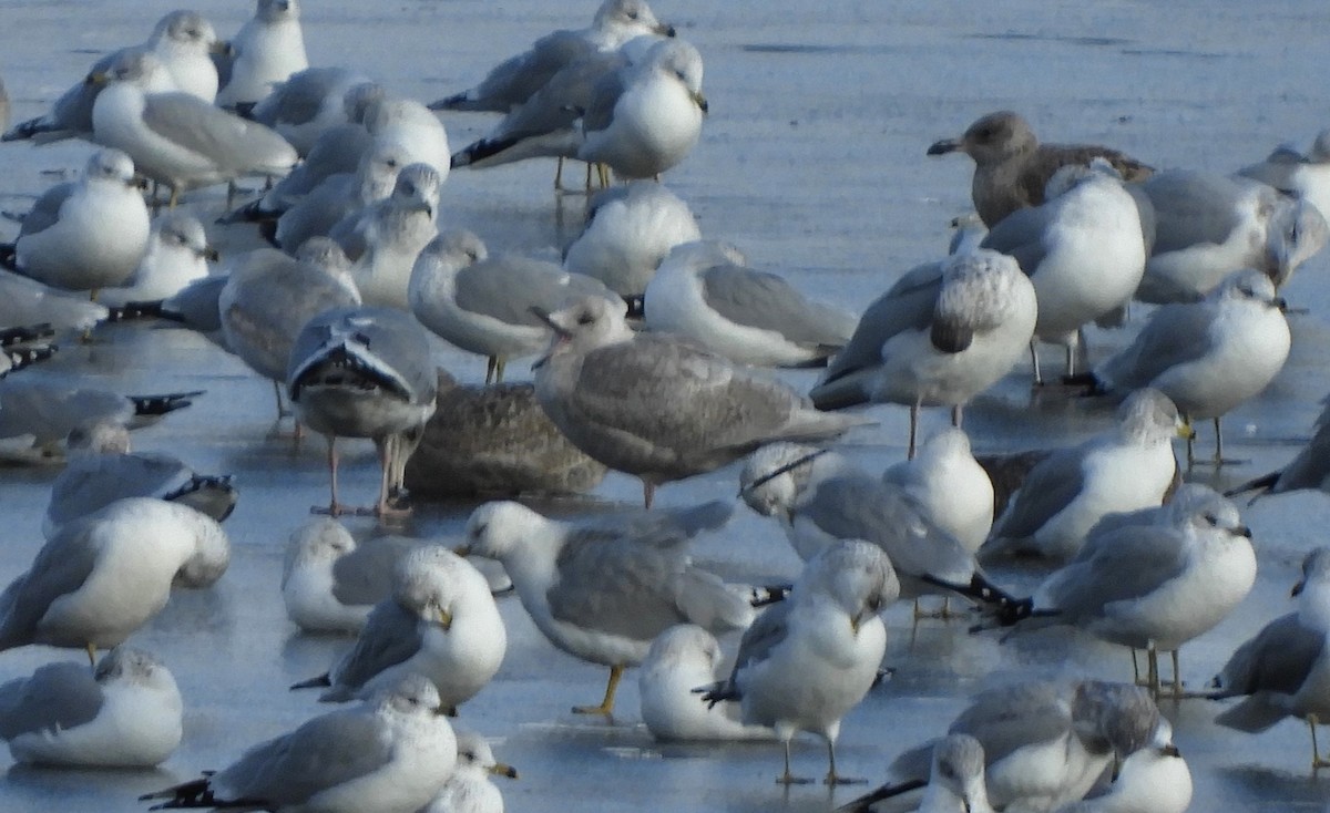 Polarmöwe (Kumlienmöwe) - ML646792793