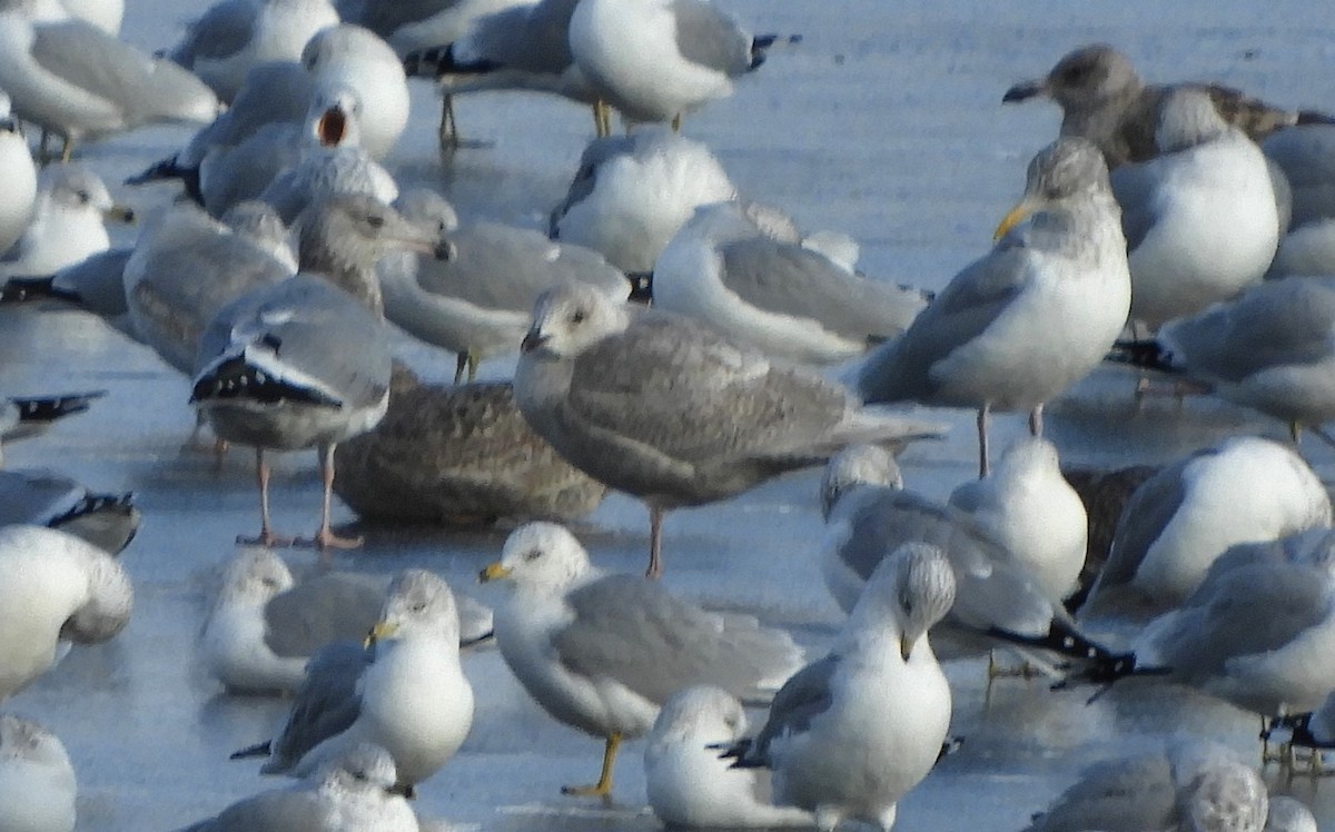 Polarmöwe (Kumlienmöwe) - ML646792794