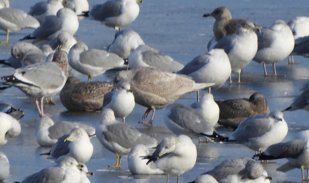 Polarmöwe (Kumlienmöwe) - ML646792795