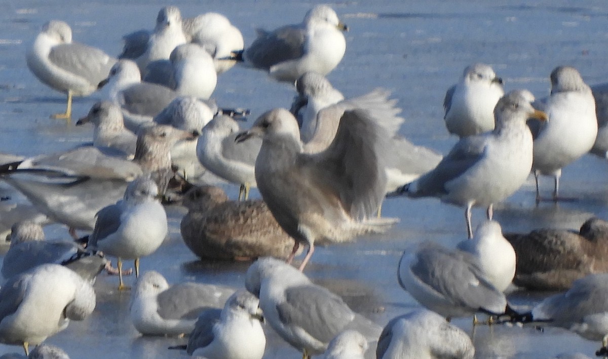 Polarmöwe (Kumlienmöwe) - ML646792796