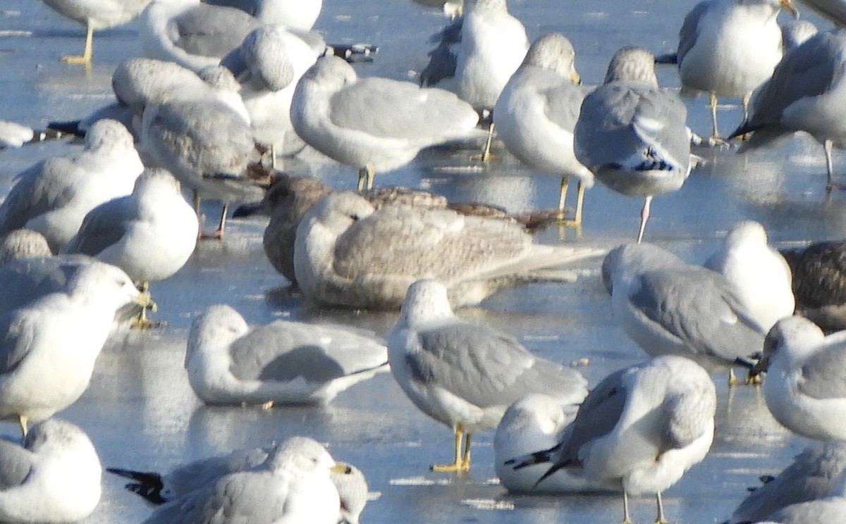 Polarmöwe (Kumlienmöwe) - ML646792797